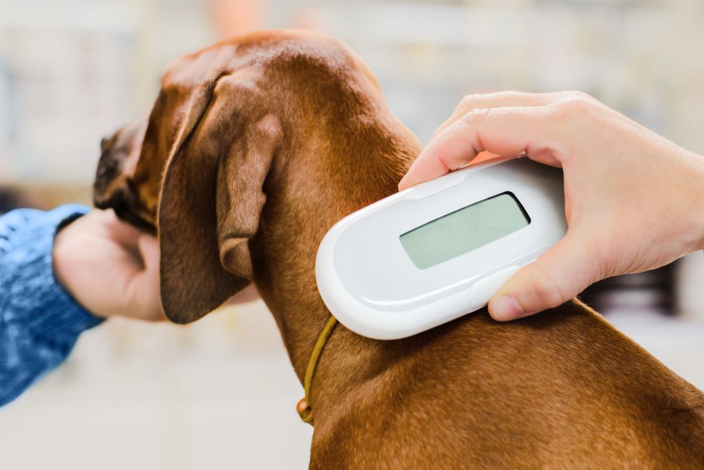 Microchipping Your Dog or Cat